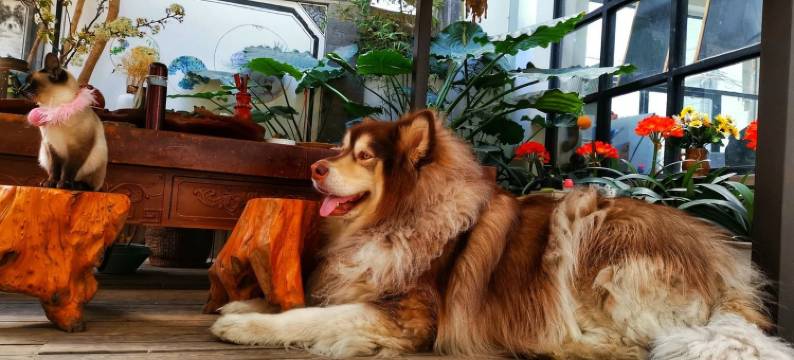 大理晚安喵萌宠花园度假民宿(玉洱路分店)图片