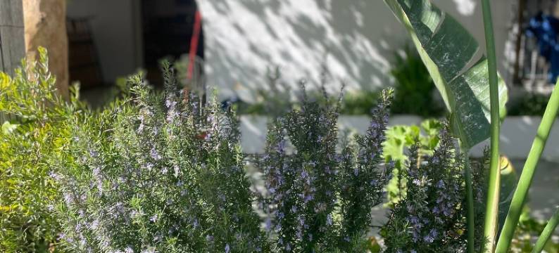 特拉法尔加的La Posada酒店(La Posada de Trafalgar)图片