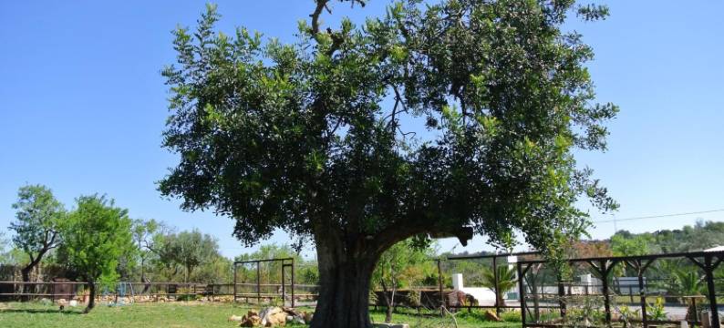 阿尔加维中央酒店(Centre Algarve)图片