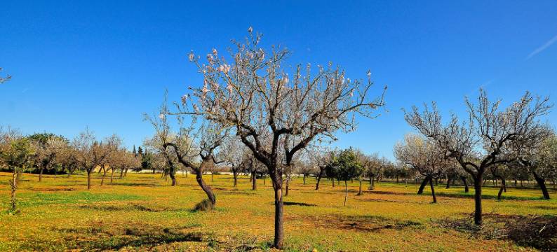 Country House in Binissalem with Pool图片