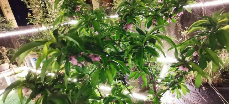 柠檬味的小青春公寓(九龙街分店)图片