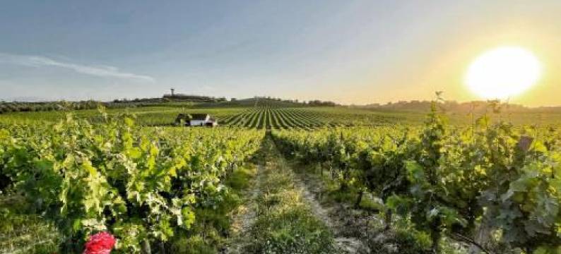 Quinta Monteiro de Matos - Enoturismo图片