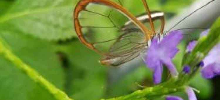 蝴蝶木屋(The Butterflies Wood House)图片