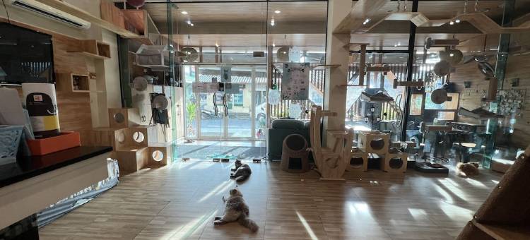 猫的故事酒店(Cat Story Hotel Phuket)图片