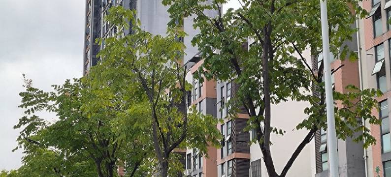 美丽的油莱花公寓(珠山大道1号分店)图片