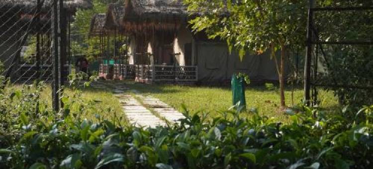 Kaziranga Eco Camp图片