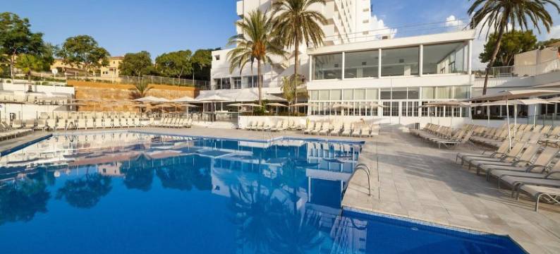 Globales Mimosa图片