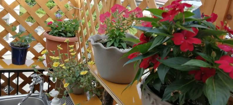 山本民博(Minpaku Yamamoto)图片