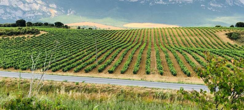 阿鲁蒂斯卡索娜乡村旅馆(La Casona de Alútiz & Bodega)图片