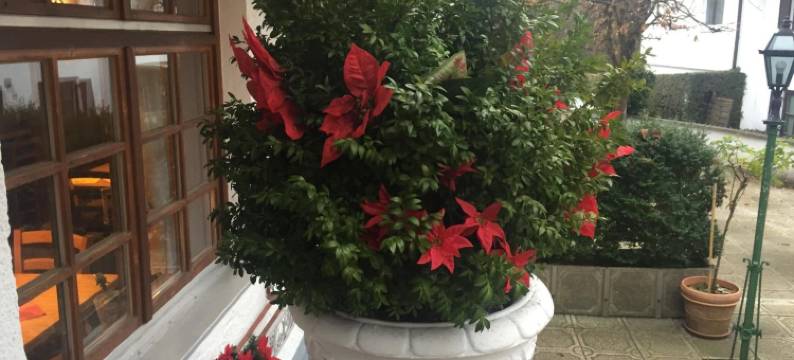 图茨英格尔霍夫酒店(Tutzinger Hof)图片