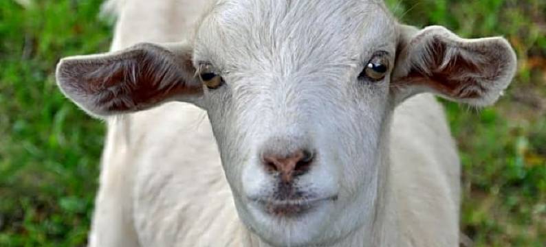 马鞍酒店(Auberge le Sillet)图片