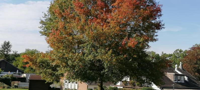 希尔德加德酒店(Hotel Haus Hildegard - Garni 3 Sterne Superior)图片