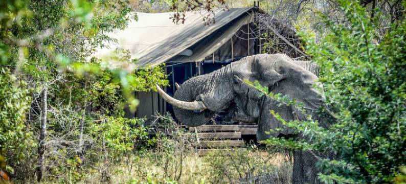 曼托贝尼蜜糖导游帐篷野生营地(Honeyguide Tented Safari Camp - Khoka Moya)图片