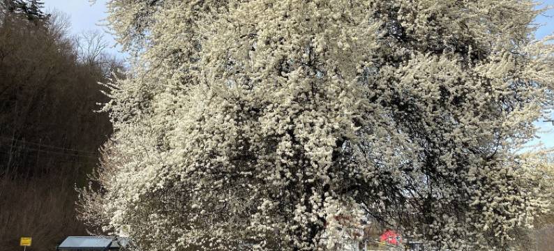 埃平多夫的乔治客栈(Das Georg-Gästehaus in Epfendorf)图片