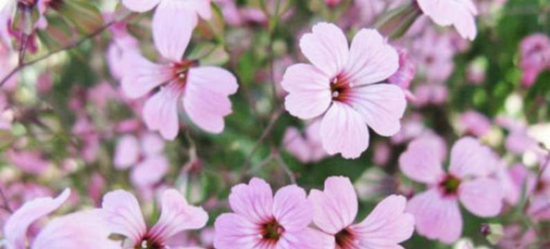 三只猫咪公寓(绣球大道1号分店)图片