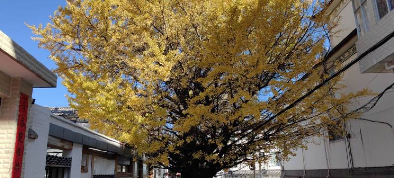 保护洱海客栈(文笔路分店)图片