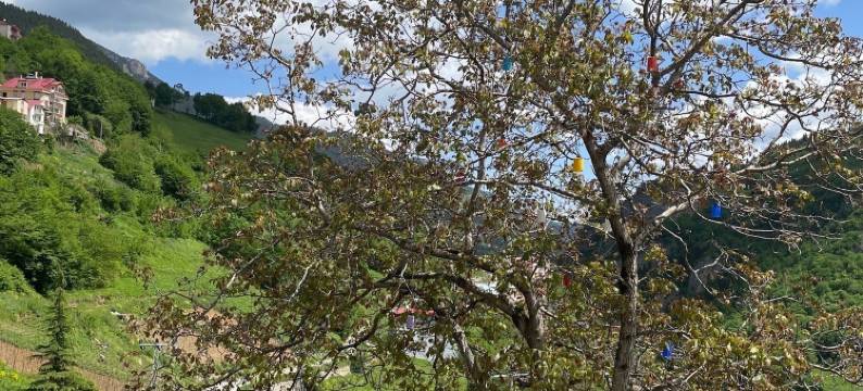 我们的O'ra Küme房屋和平房(Bizim O'ra Küme Evleri & Bungalov)图片