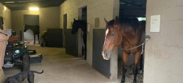 卡瓦洛家庭旅馆及马术庄园(Cavalo Guesthouse & Equestrian Estate)图片