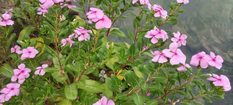 安昌古镇原舍茶馆民宿(兴街路分店)图片