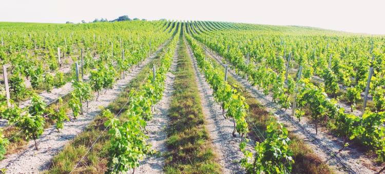 蒙提尼亚克皮耶尔城堡酒店(Chambres d'Hôtes Château Pierre de Montignac)图片