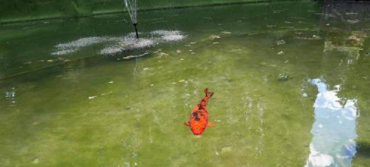 Le Mas des Oliviers图片