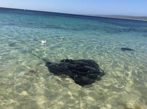 Hamelin Bay Seaclusion(Hamelin Bay Seaclusion)图片