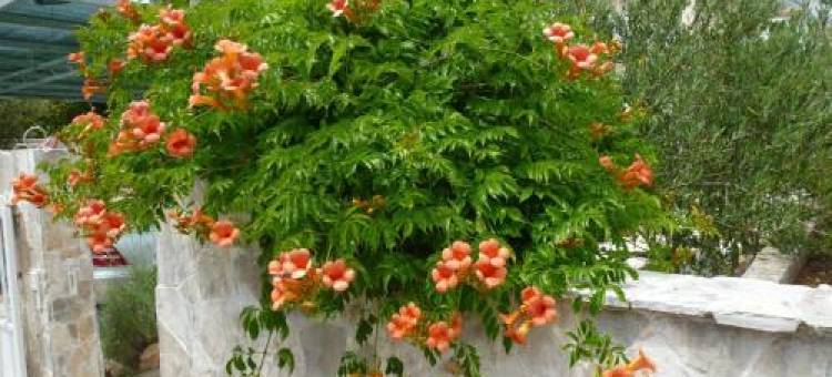 Apartments Helena图片