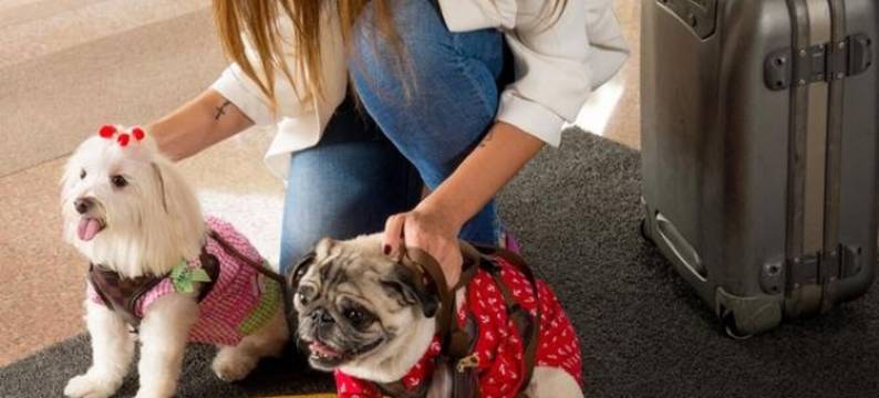 民宿圣何赛坎波斯酒店(B&B Hotel São José Dos Campos)图片