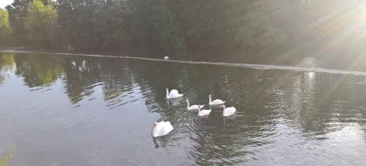 里弗斯岛屿酒店(Les Rives de l'Isle)图片