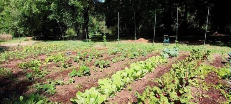 尼德穆尔兰德餐厅酒店(Restaurant Niedmühle Land & Genuss Hotel)图片