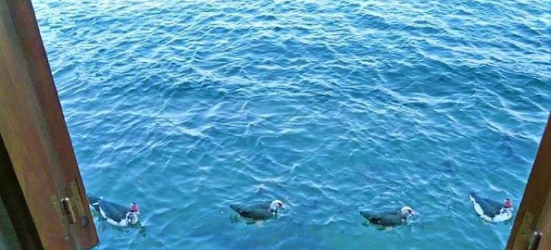 House in Combarro by the Sea图片