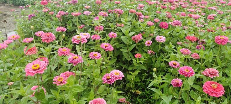 桐庐县新龙村兄弟农家(分水镇九龙绿道1号分店)图片