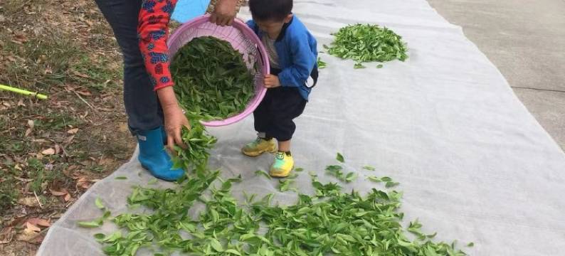 茶缘素舍客栈图片