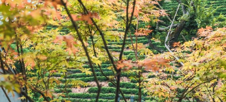 安吉茶韵·茶坞溪畔秋千溯溪泳池亲子度假美宿图片