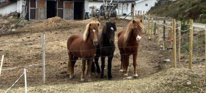 阿士葛尔旦杰士特伽德农家乐(Åsgardane Gjestegard)图片