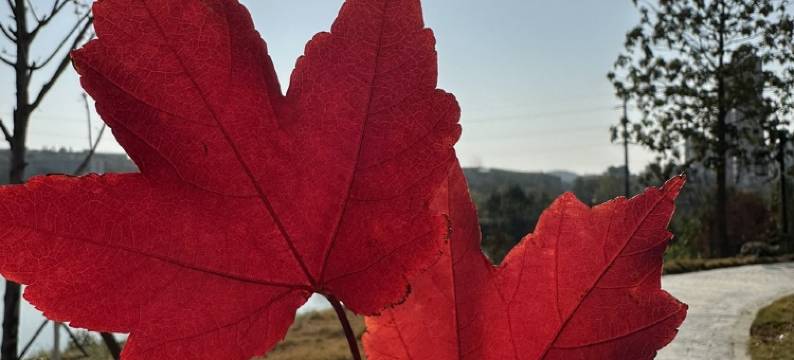 福星高照的屋子公寓(府东里分店)图片