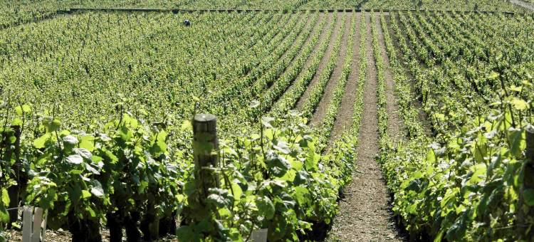 宜必思尚品第戎南柏伽德庄园酒店(Ibis Styles Dijon Sud Domaine de Beauregard)图片