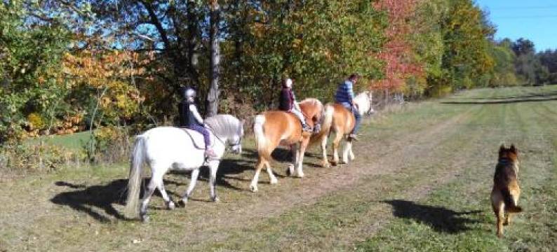 Apartman na farme u koni图片