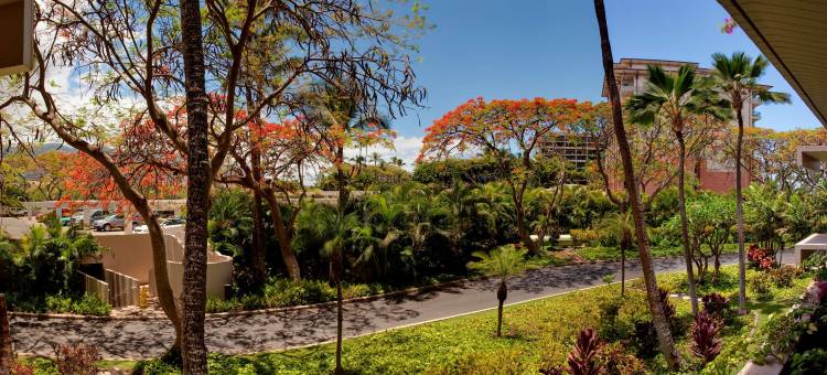 凯阿纳帕利阿里(Kaanapali Alii)图片