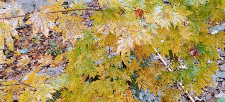 秦舍民宿(松石线分店)图片