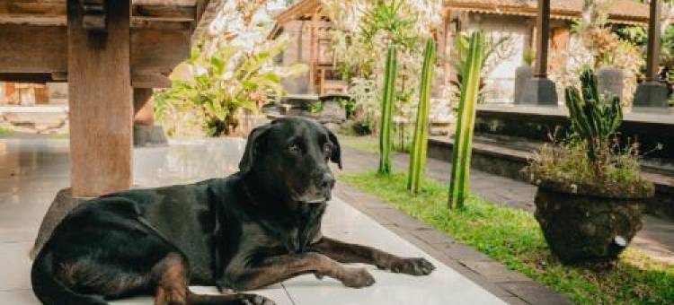 乌布布拉姆萨旅馆(Bramasa Ubud Guest House)图片