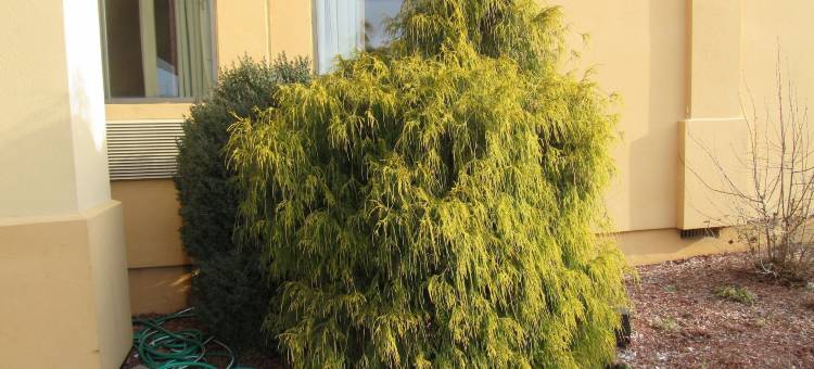 卡莱尔中心伊克诺旅馆(Econo Lodge)图片