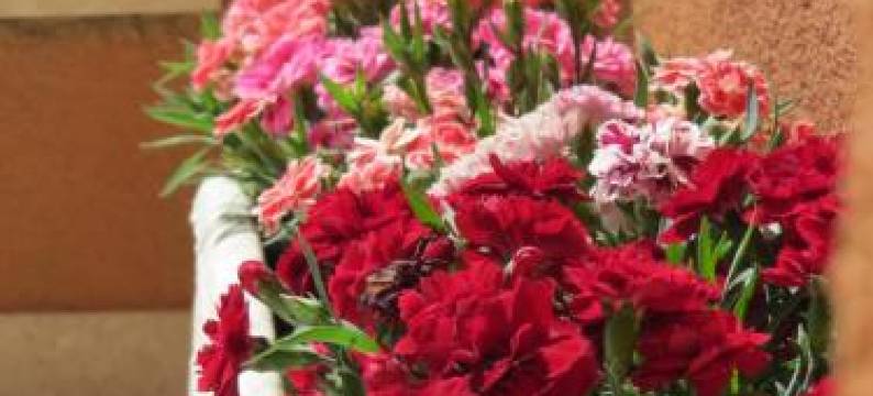 Apartments Vodaric图片