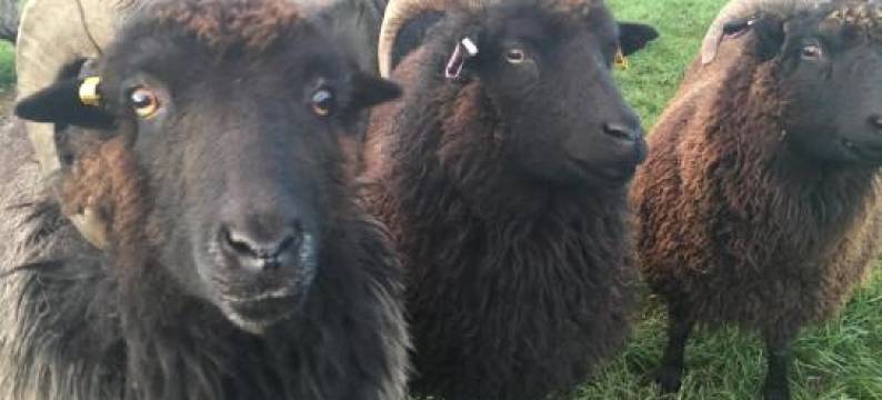 春木牧羊人小屋酒店(Springwood Shepherd Huts Glamping York)图片