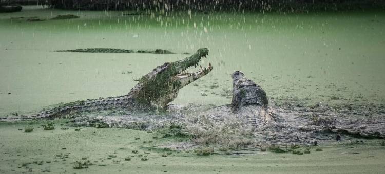红多兹酒店-近棉兰曼哈顿广场(RedDoorz Near Manhattan Square Medan)图片