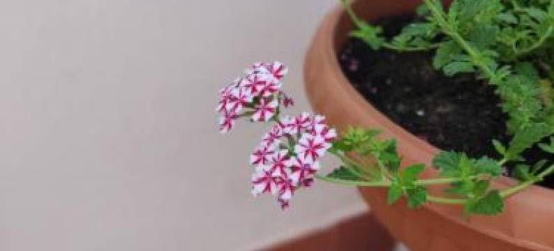 Villetta Gina a San Giuseppe - Lido di Pomposa图片