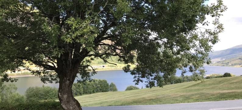 兰德特内旅馆(Lilandtunet Gjestgiveri)图片