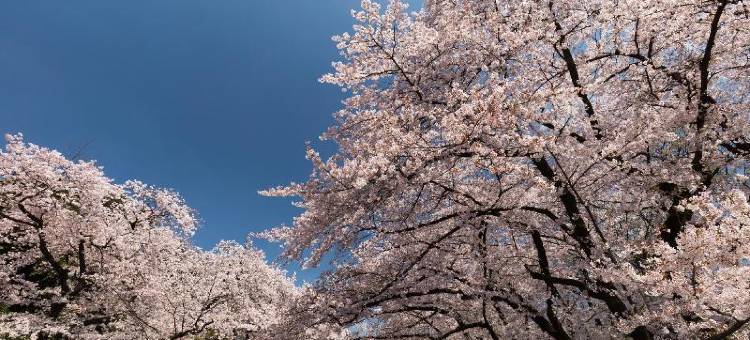 利夫马克斯酒店-东京新宿东店(HOTEL LiVEMAX Shinjuku East)图片