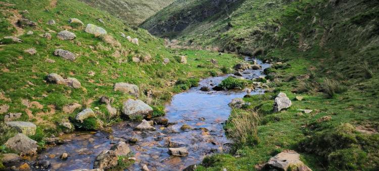 克莱门特尼亚(Clementenia)图片