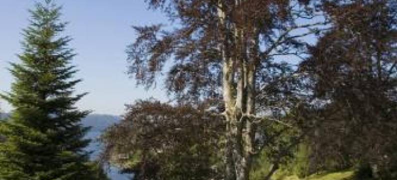 福特酒店(Fjordslottet Hotel)图片